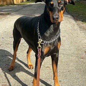 Nala, Dobberman