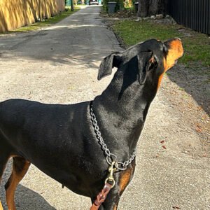 Nala, Dobberman