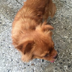 León, Pekingese