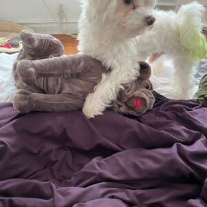 Angus, Maltese