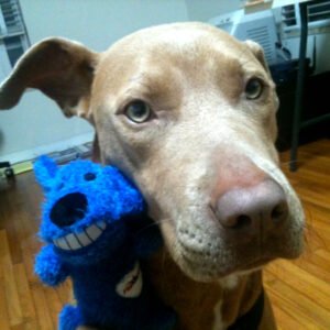 Linda. Mixed Red-nose Pit