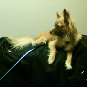 Mia, Long-haired Chihuahua