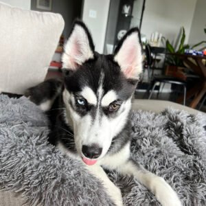 Luna, Husky