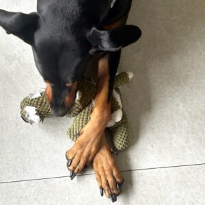 Nala, Dobberman