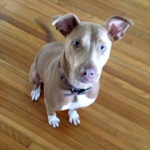 Linda. Mixed Red-nose Pit