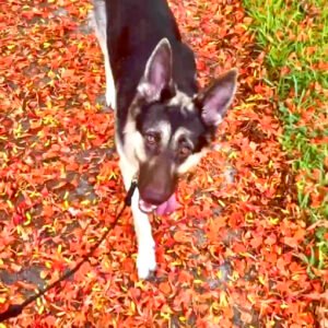 Vao, Belgian Sheppard