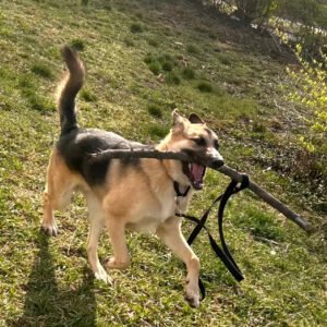 Oso, mixed Sheppard