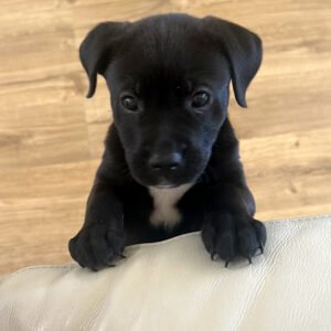 Kyra, mixed puppy