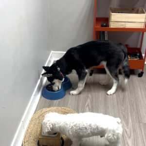 Luna & Angus