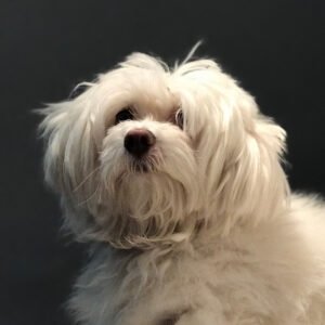 Angus, Maltese