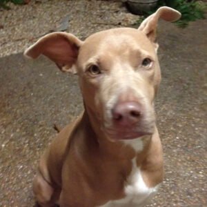 Linda. Mixed Red-nose Pit