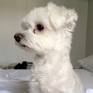 Angus, Maltese