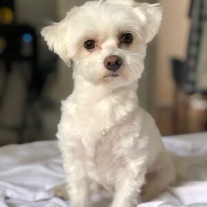 Angus, Maltese